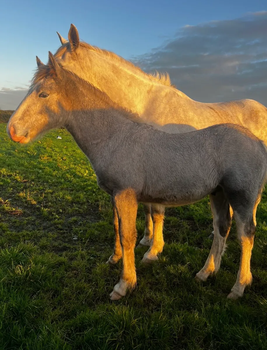 Cob foals - Image 4