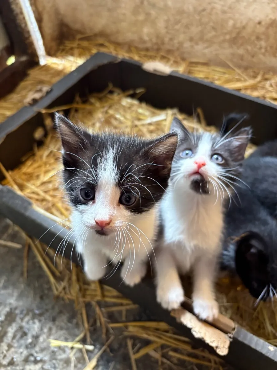 Kittens - Image 2