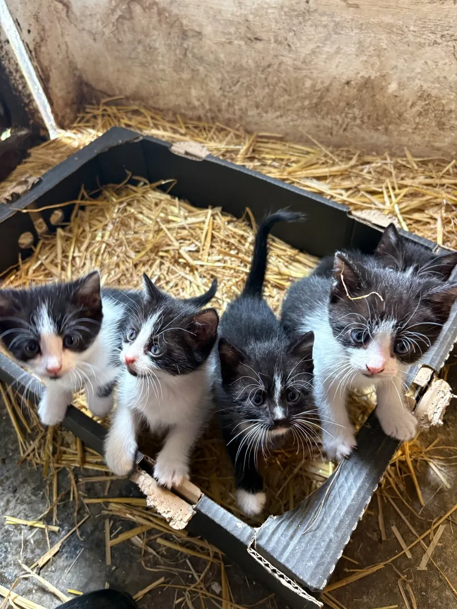 Kittens - Image 3