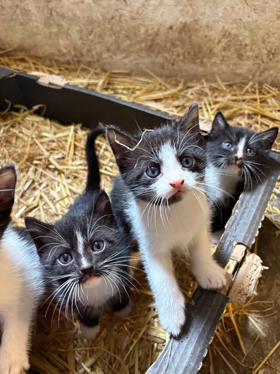 Kittens - Image 1