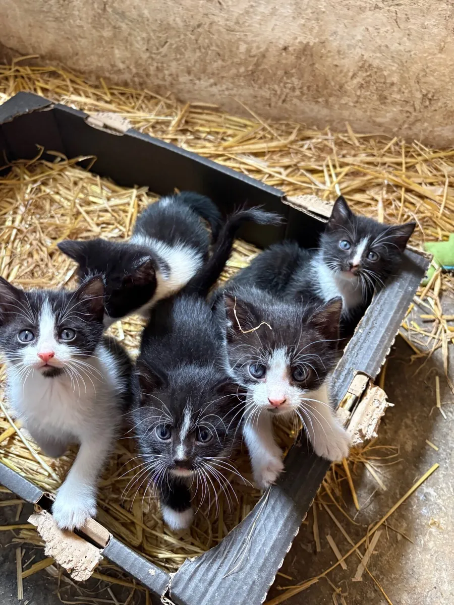 Kittens - Image 4