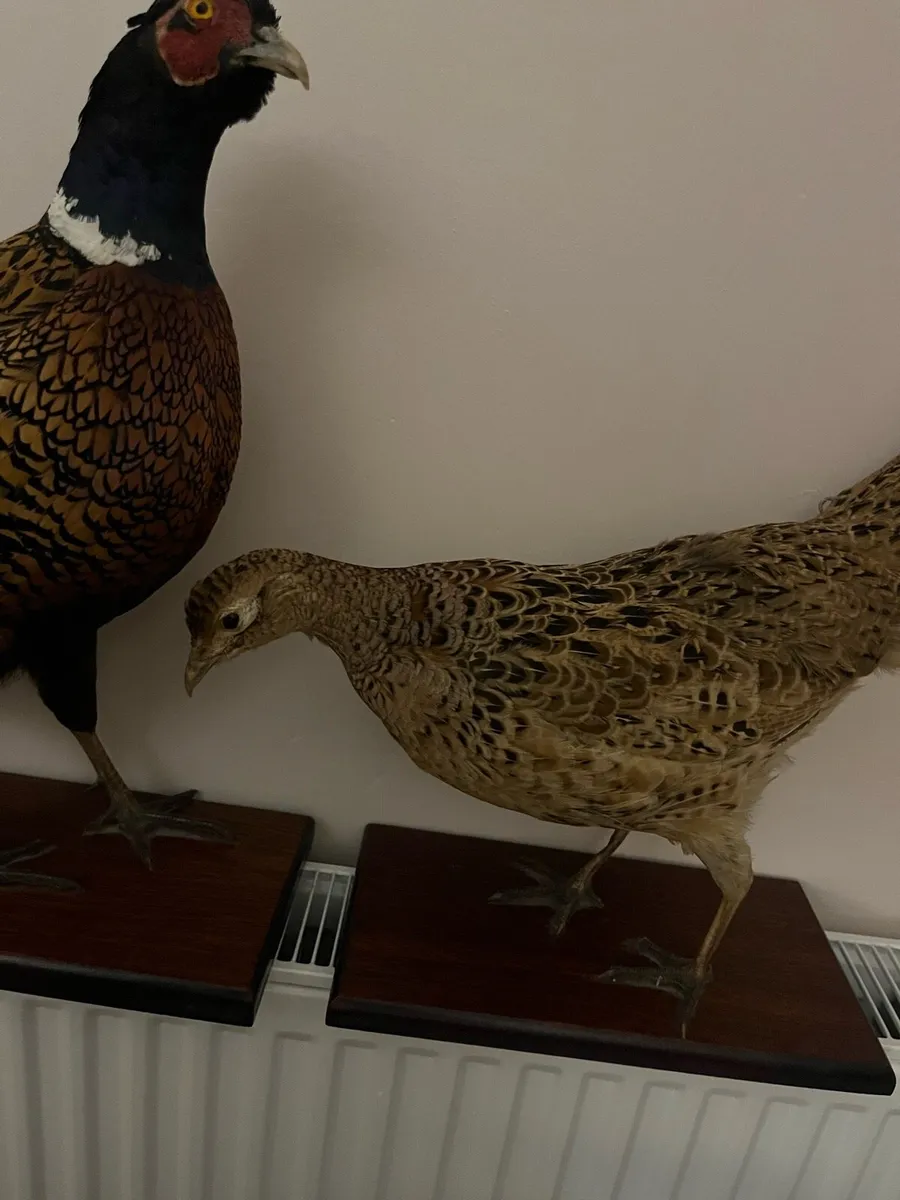 Pheasant taxidermy - Image 3