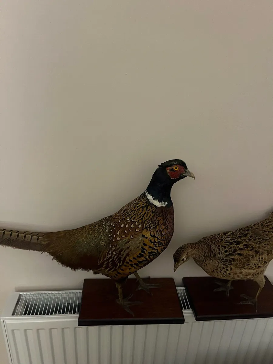 Pheasant taxidermy - Image 4
