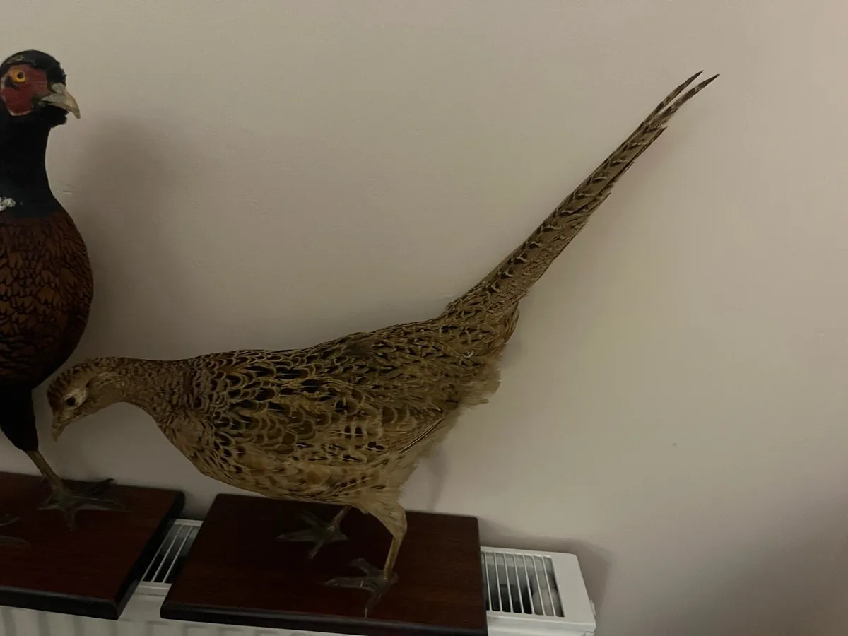 Pheasant taxidermy - Image 1