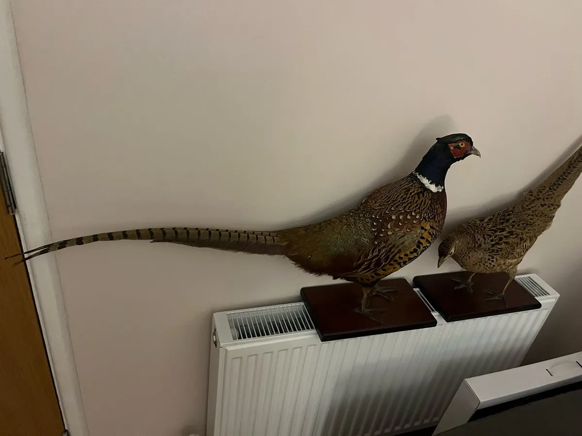 Pheasant taxidermy - Image 2