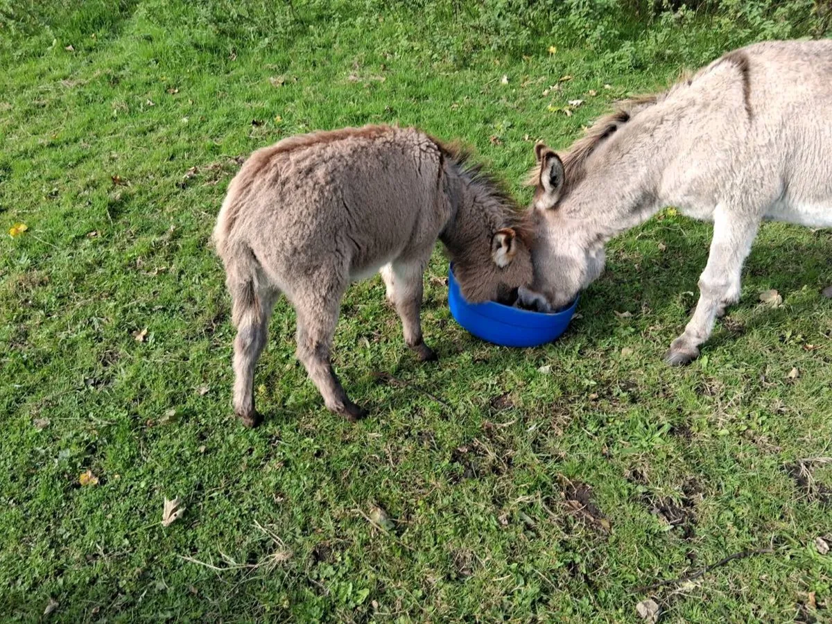 Foal - Image 1