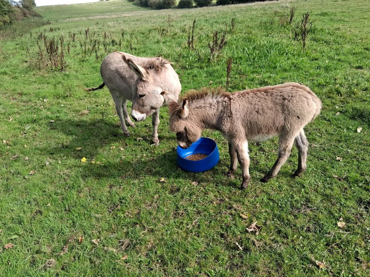 Foal - Image 2