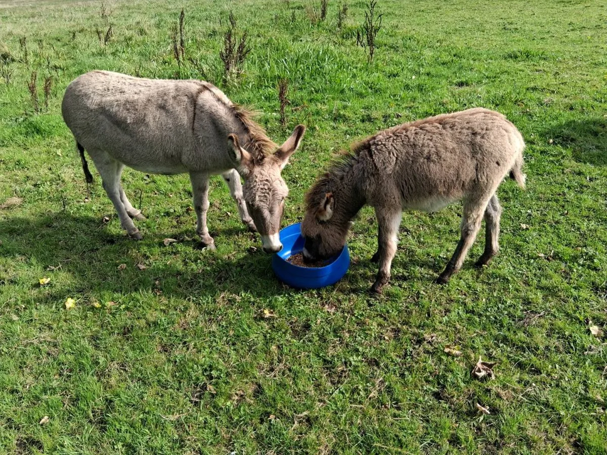 Foal - Image 3