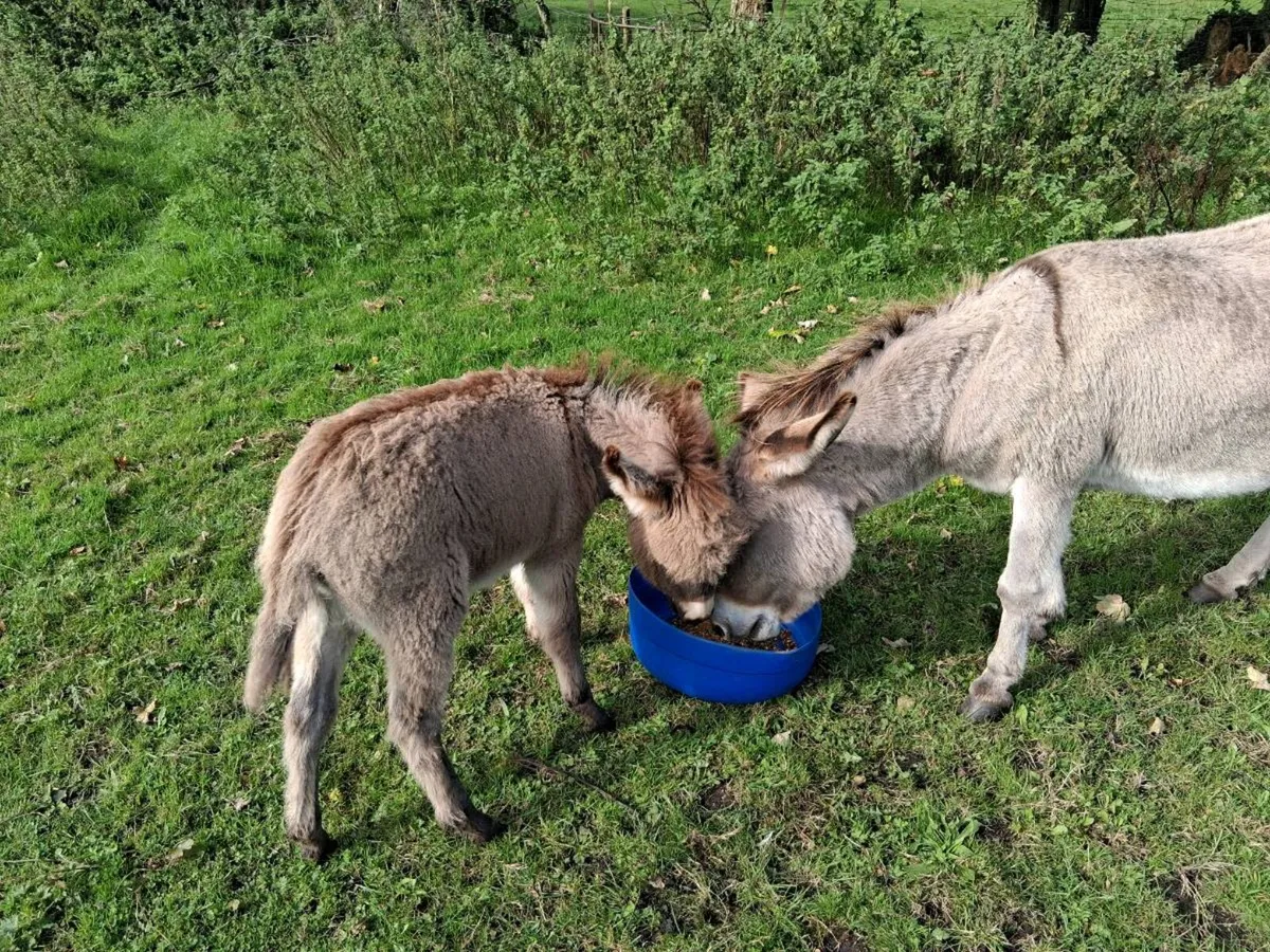 Foal - Image 4