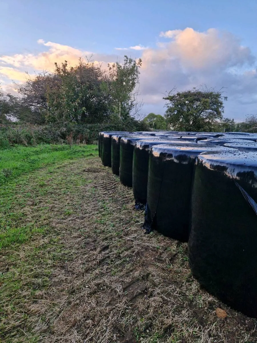 Round bales of Silage - Image 2