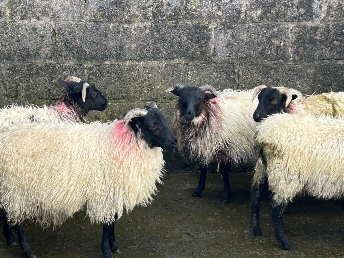 Ewe lambs - Image 1