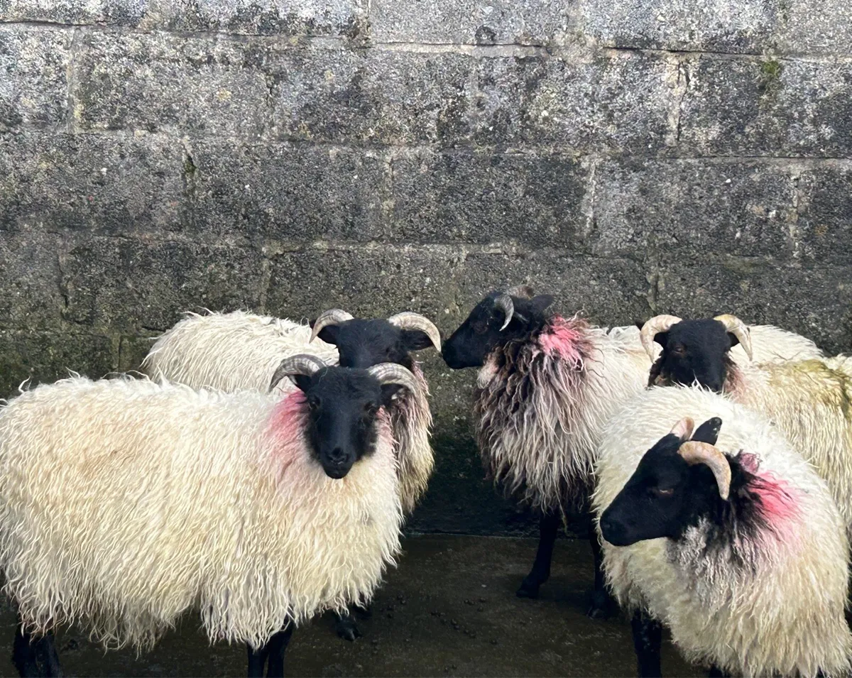 Ewe lambs - Image 2