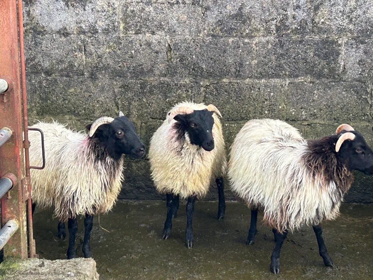 Ewe lambs - Image 3