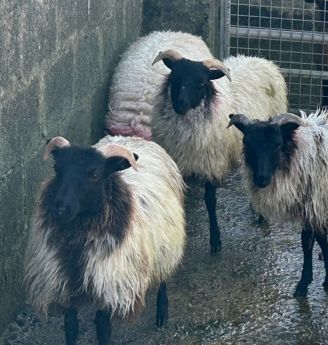 Ewe lambs - Image 4