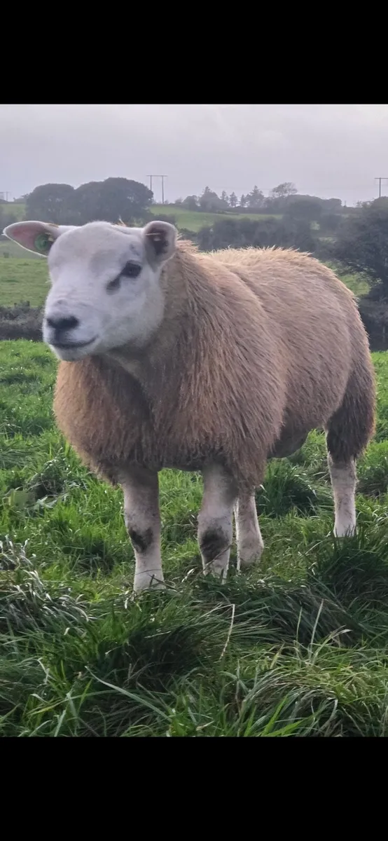 Texel 5 🌟 sis approved - Image 2