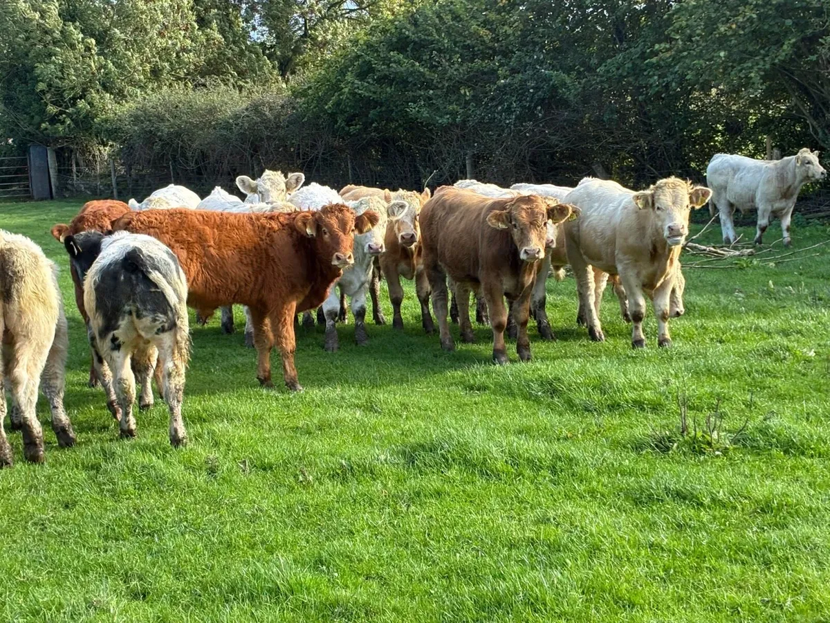 Fully Weaned & Vaccinated CH LIM Bull Weanlings - Image 2