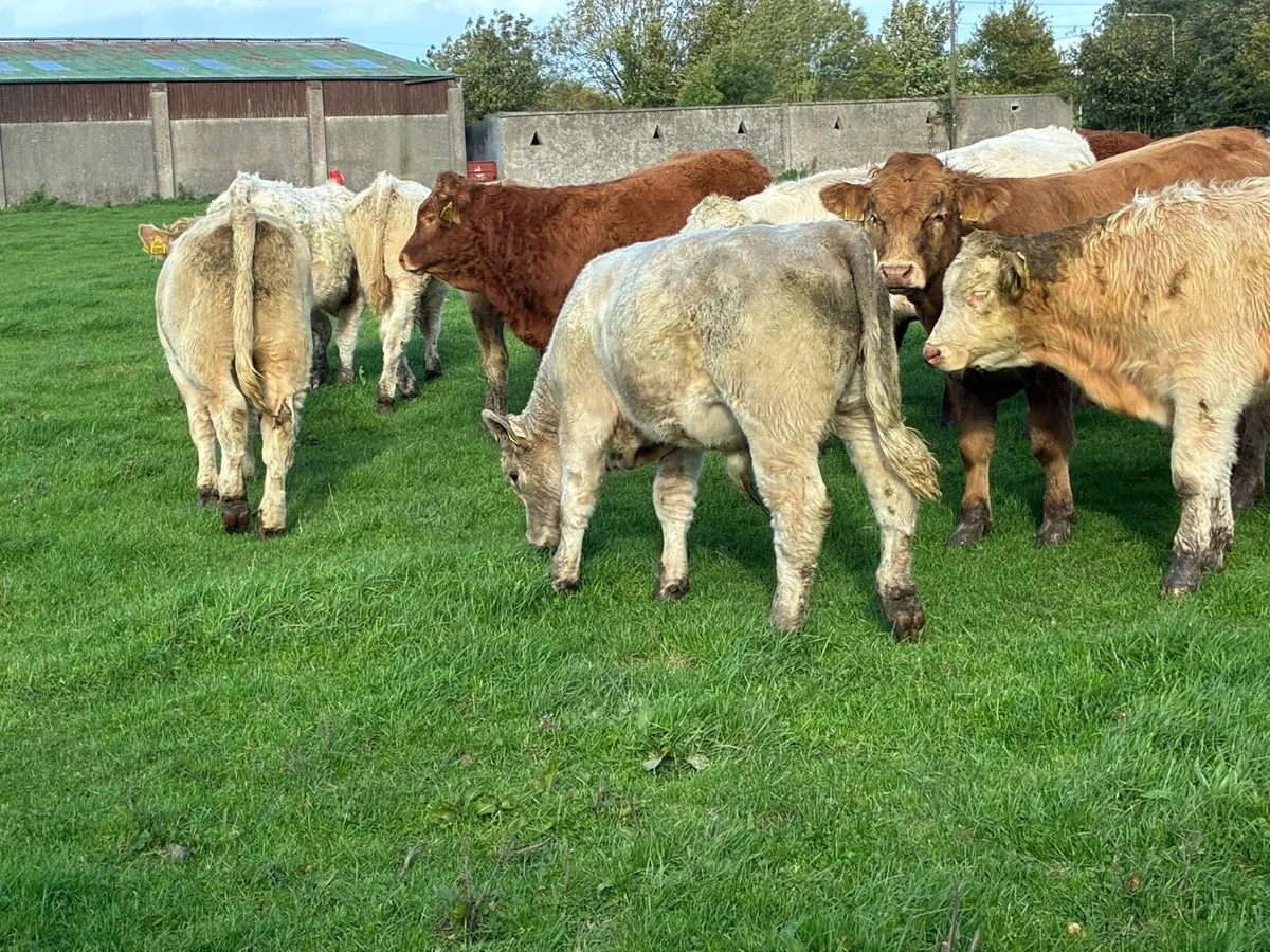 Fully Weaned & Vaccinated CH LIM Bull Weanlings - Image 3