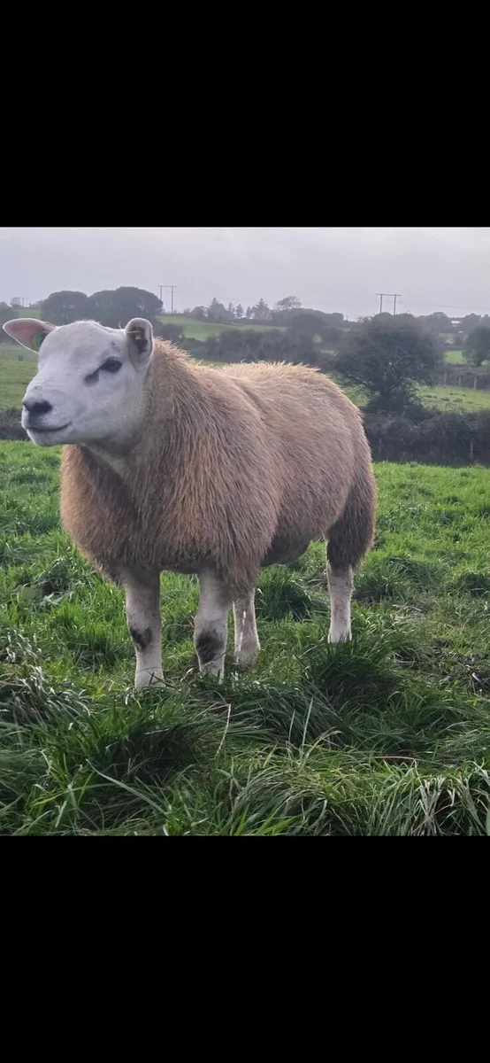 Texel 5 🌟 sis approved - Image 1