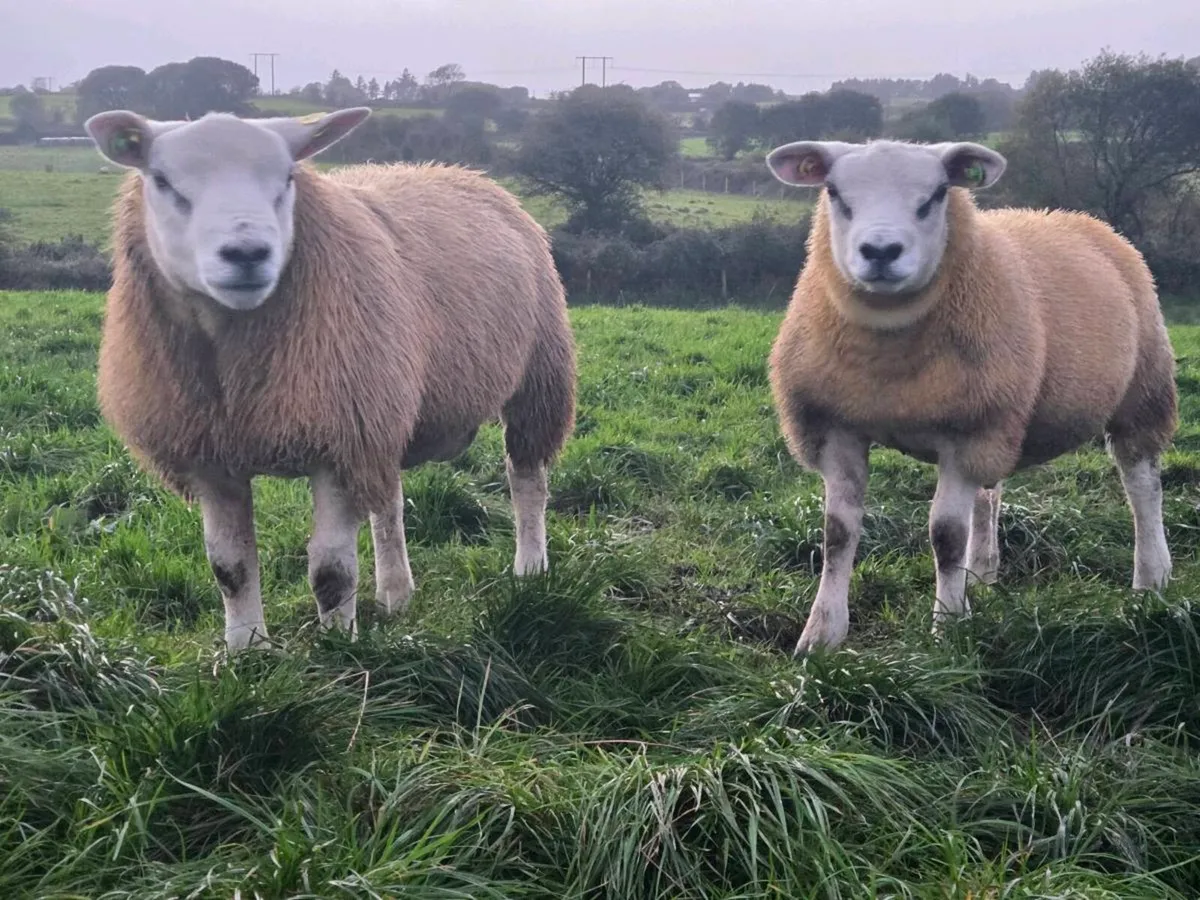 Texel 5 🌟 sis approved - Image 3