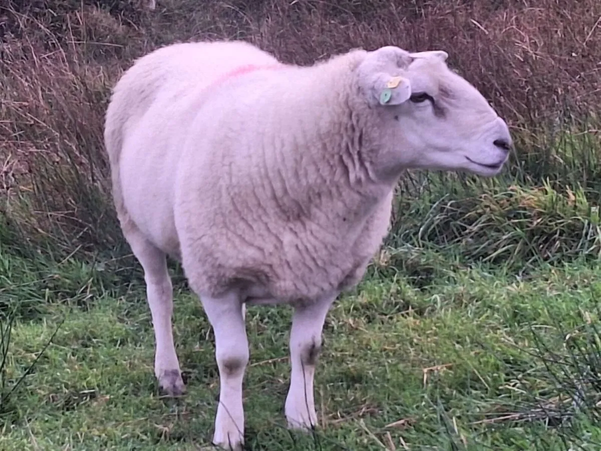 Belclare ram - Image 3