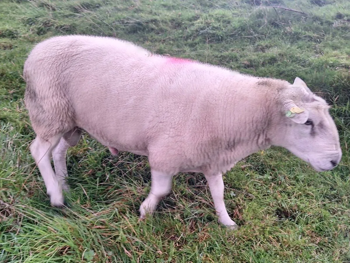 Belclare ram - Image 4