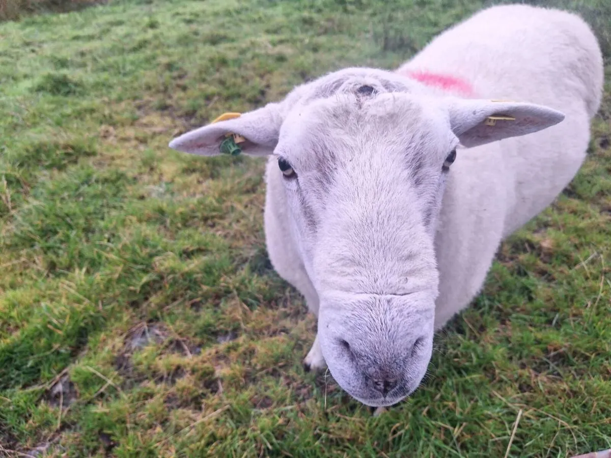 Belclare ram - Image 2