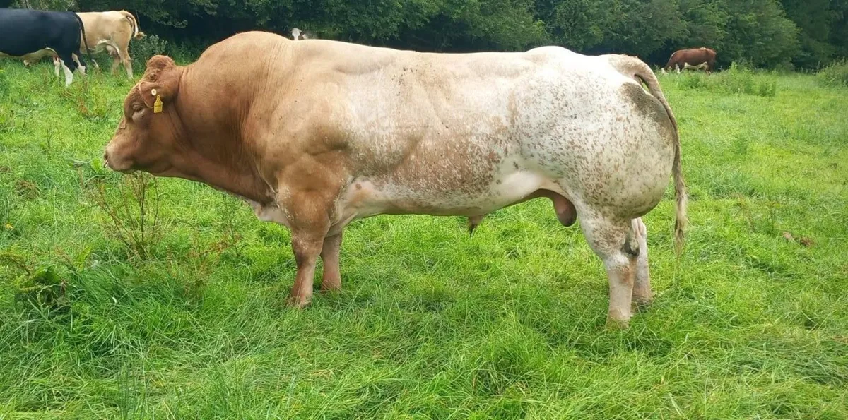 BBX heifer for sale, lot 357 in Carrigallen - Image 2
