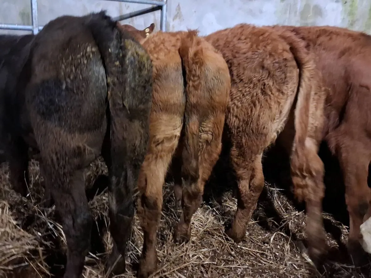 8 Quality Limousin Weanling Heifers - Image 2