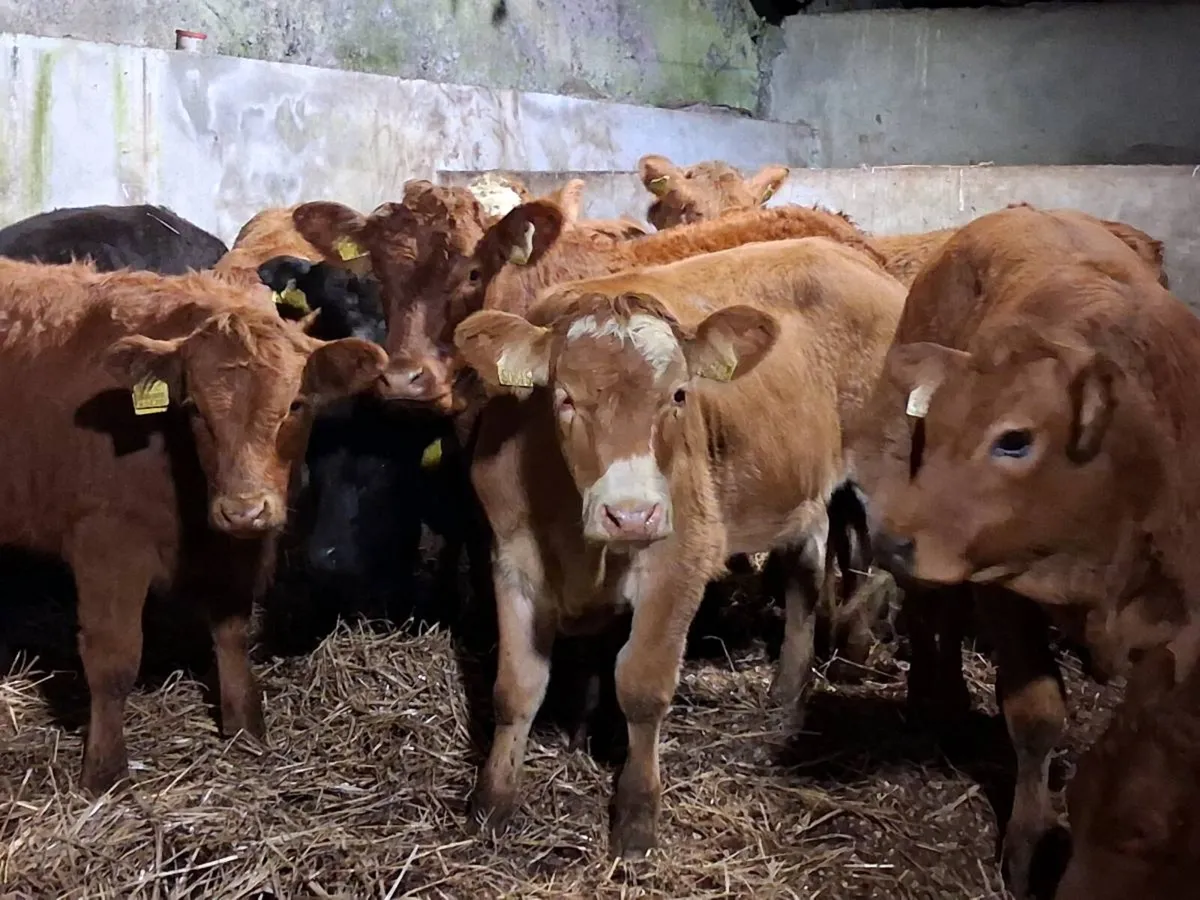 8 Quality Limousin Weanling Heifers - Image 1