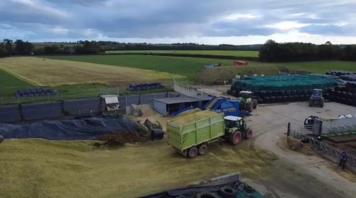 Maize silage - Image 4