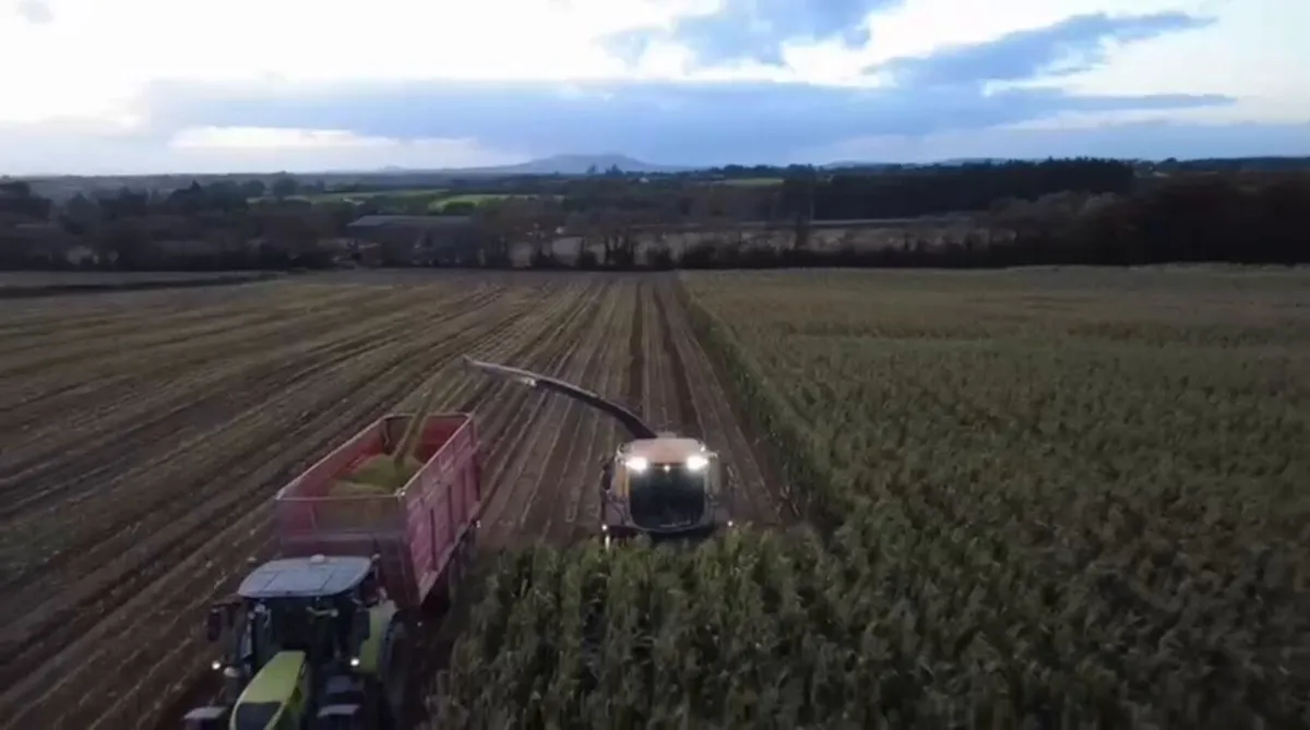 Maize silage - Image 1