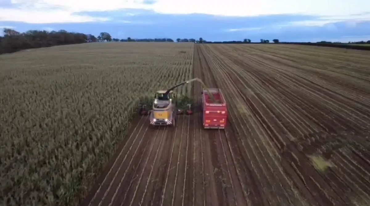 Maize silage - Image 2