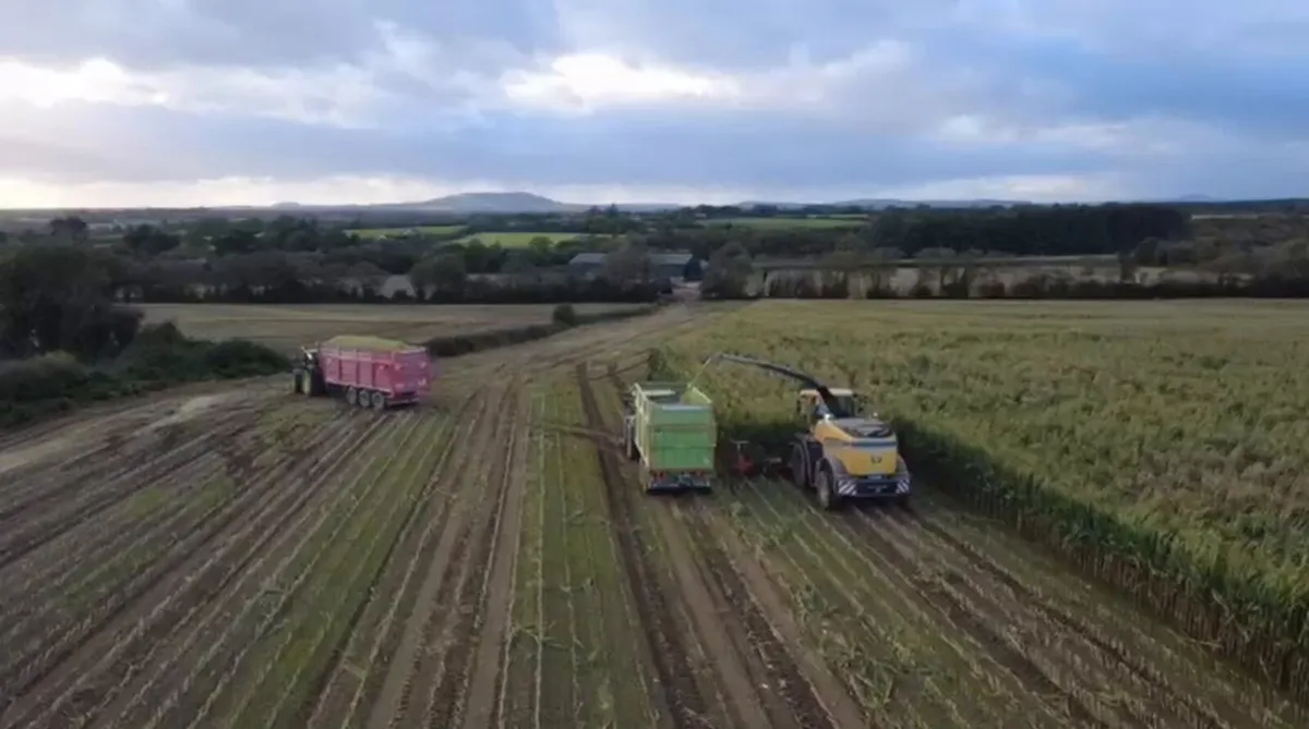 Maize silage - Image 3