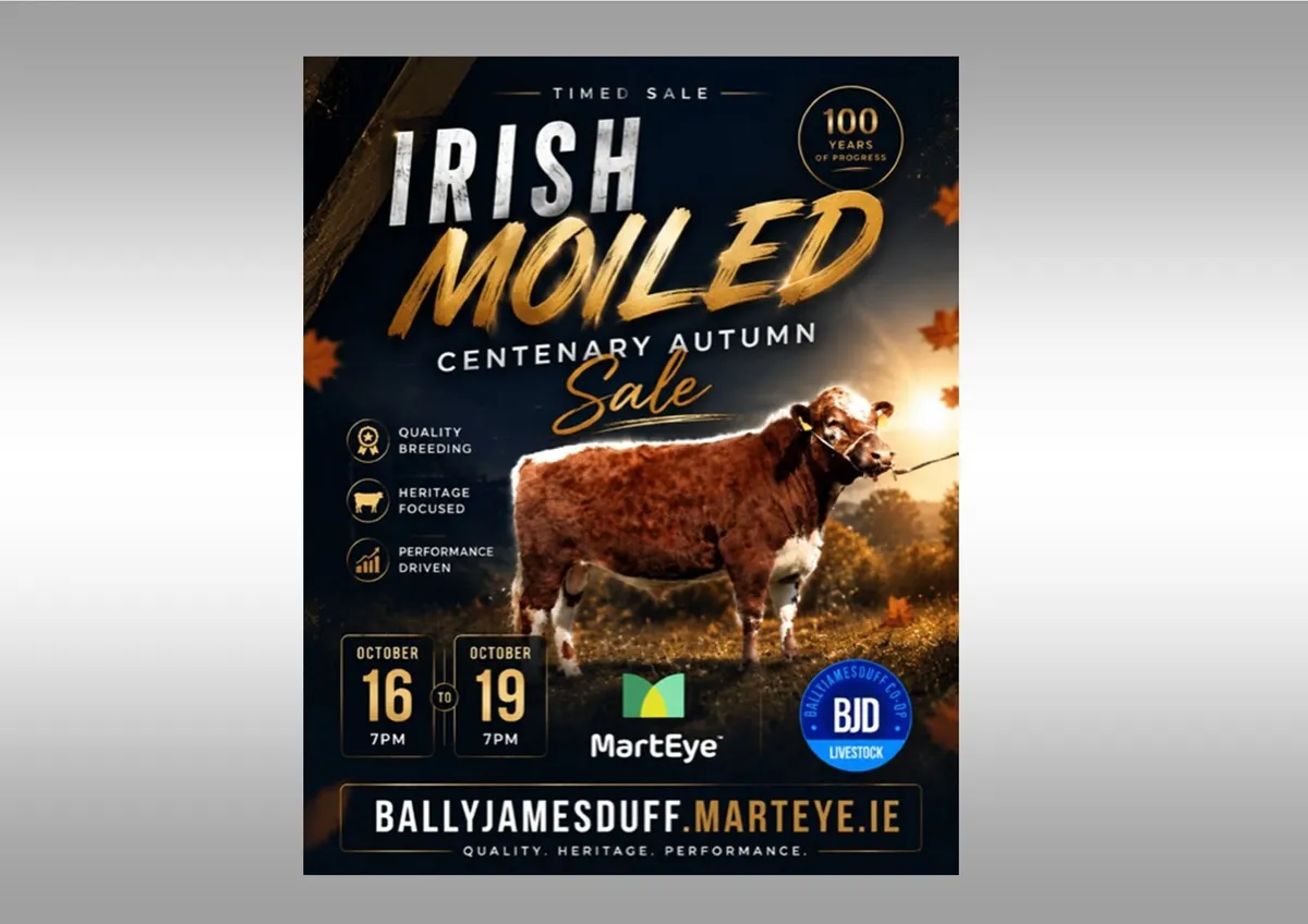 Pedigree Irish Moiled Online Timed Auction - Image 2