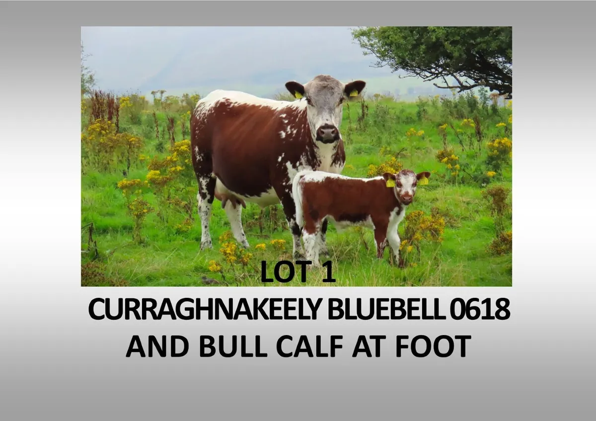 Pedigree Irish Moiled Online Timed Auction - Image 1