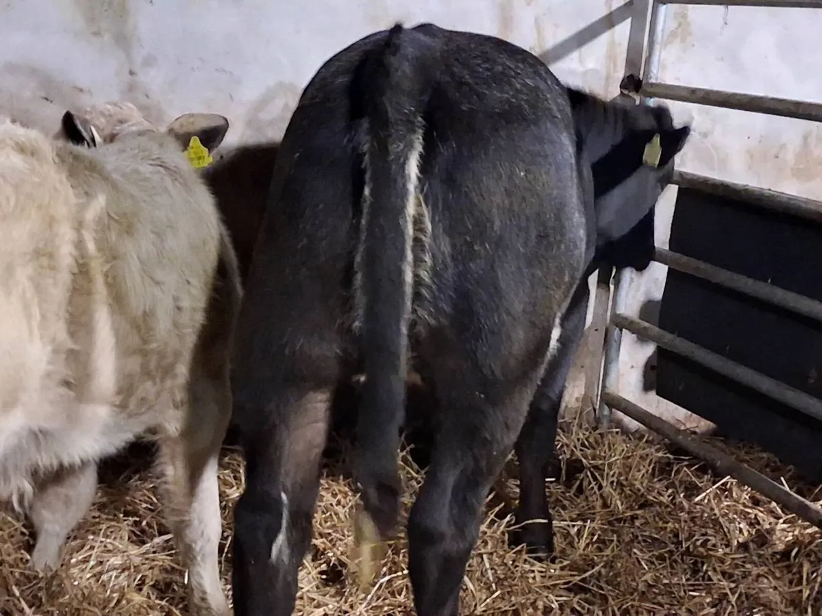 Blue Limousin Weanling Heifer - Image 2