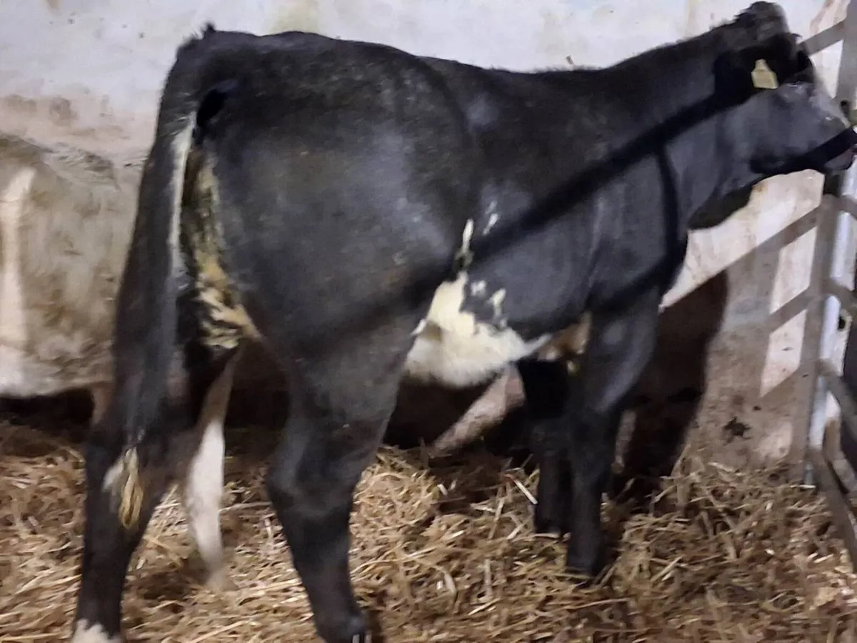 Blue Limousin Weanling Heifer - Image 3