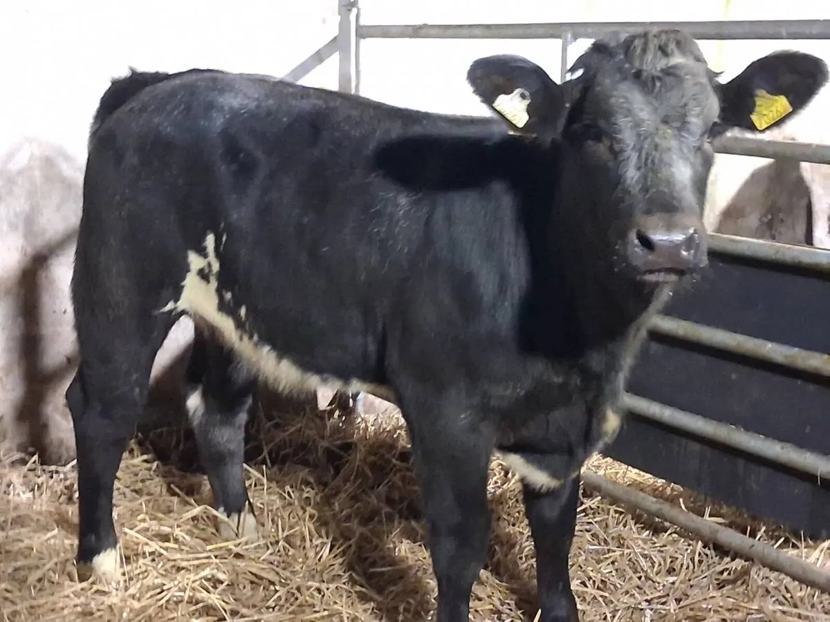 Blue Limousin Weanling Heifer - Image 4