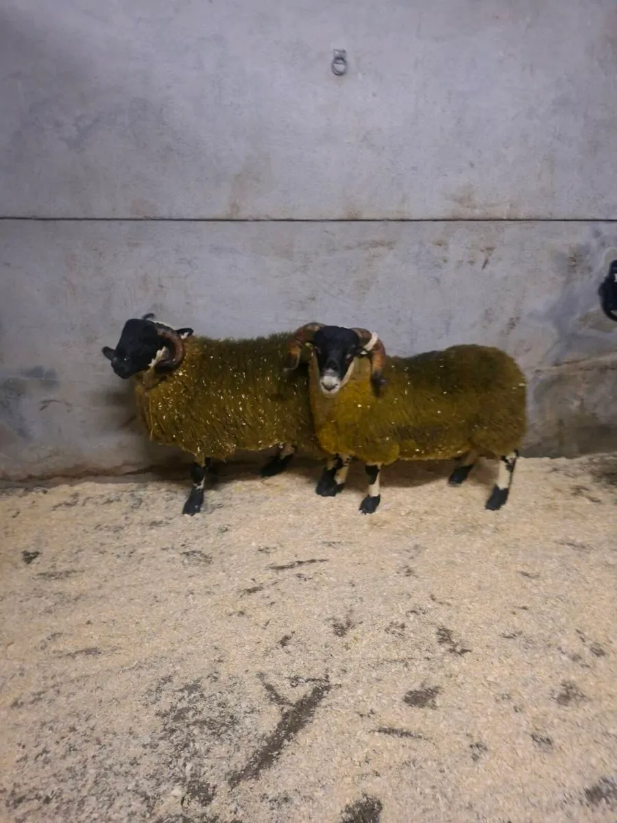 Perth ram lambs - Image 1
