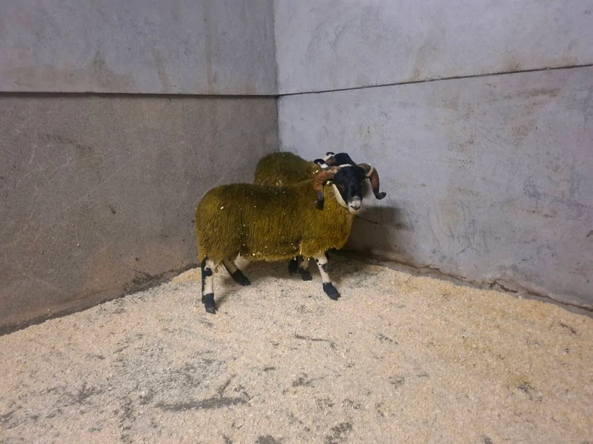 Perth ram lambs - Image 2
