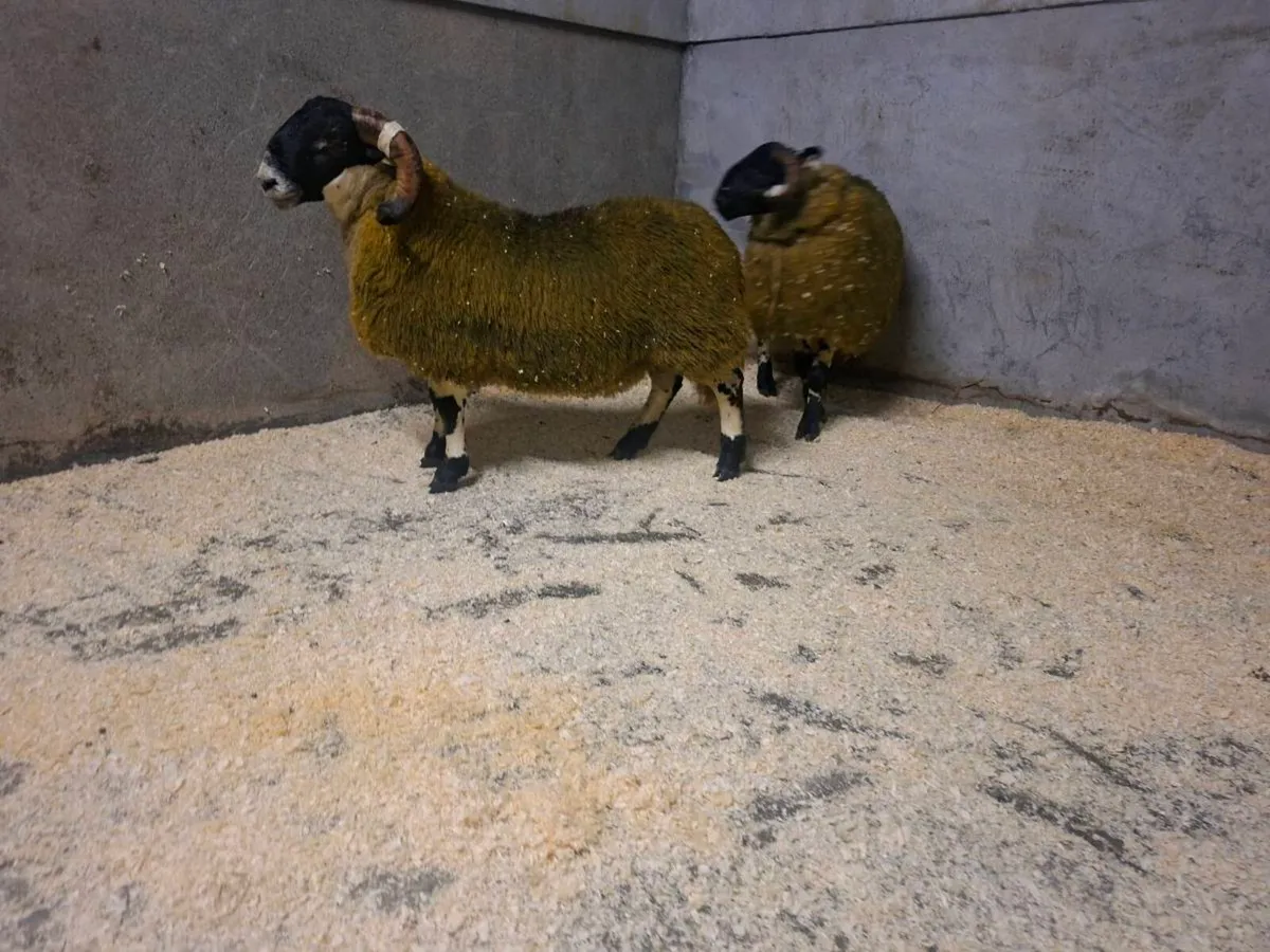 Perth ram lambs - Image 3