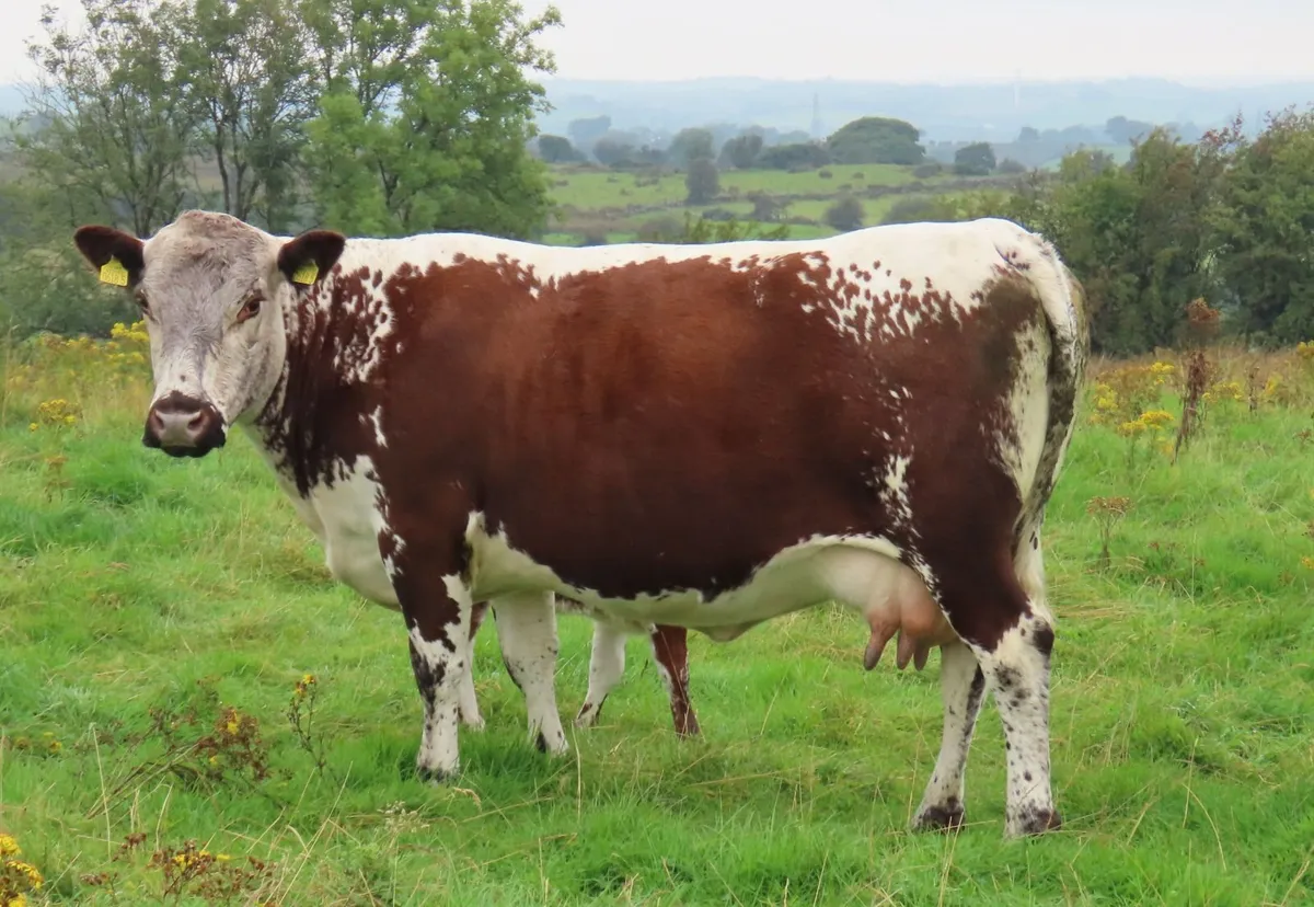 Pedigree Irish Moiled Online Timed Auction - Image 3