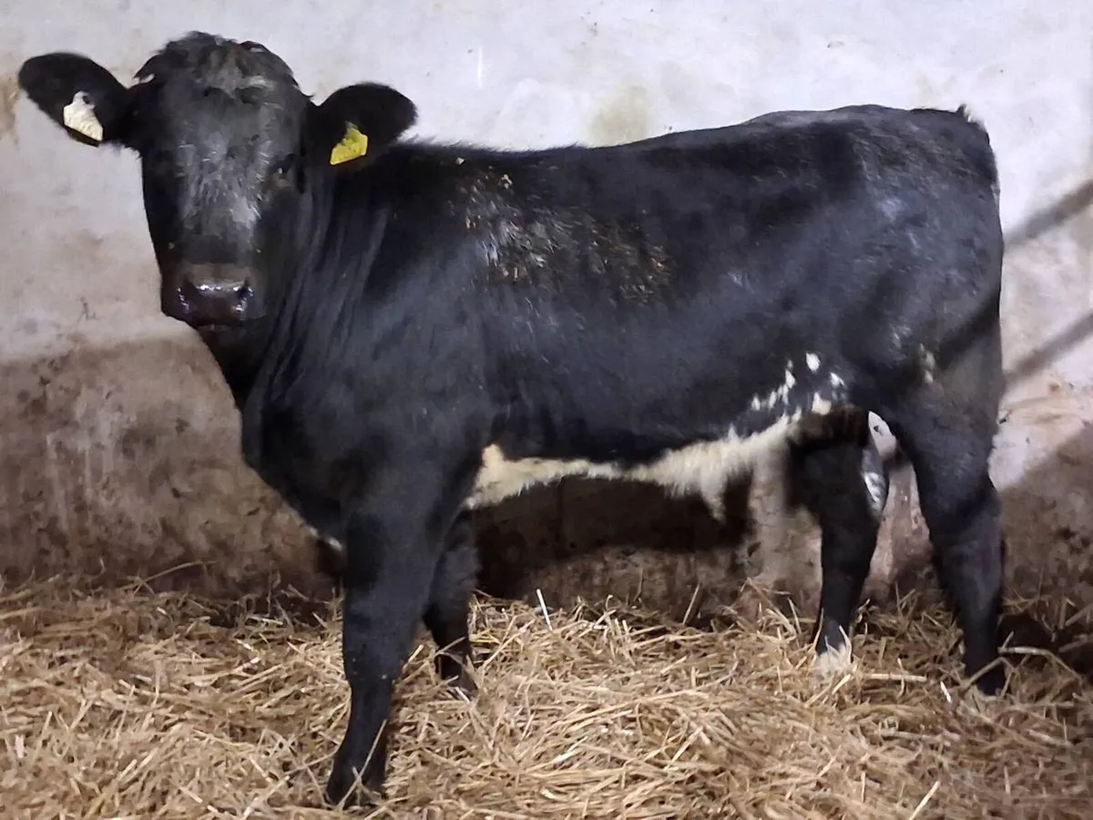 Blue Limousin Weanling Heifer - Image 1