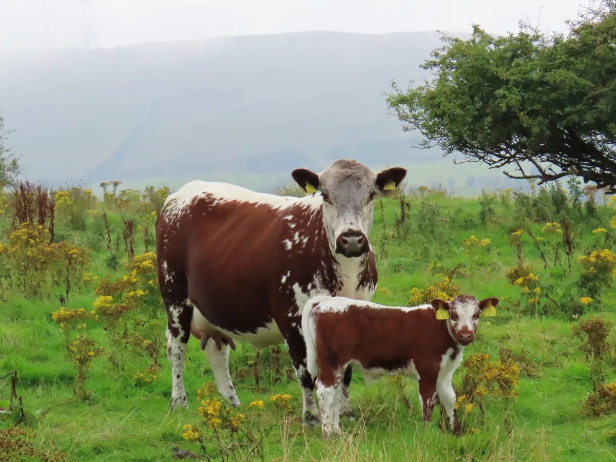 Pedigree Irish Moiled Online Timed Auction - Image 4