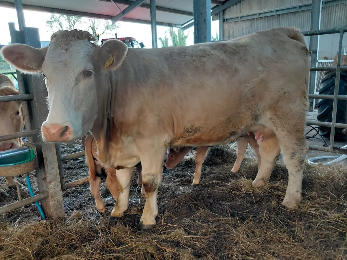 4 star heifer with calf. Choice of 2 - Image 1