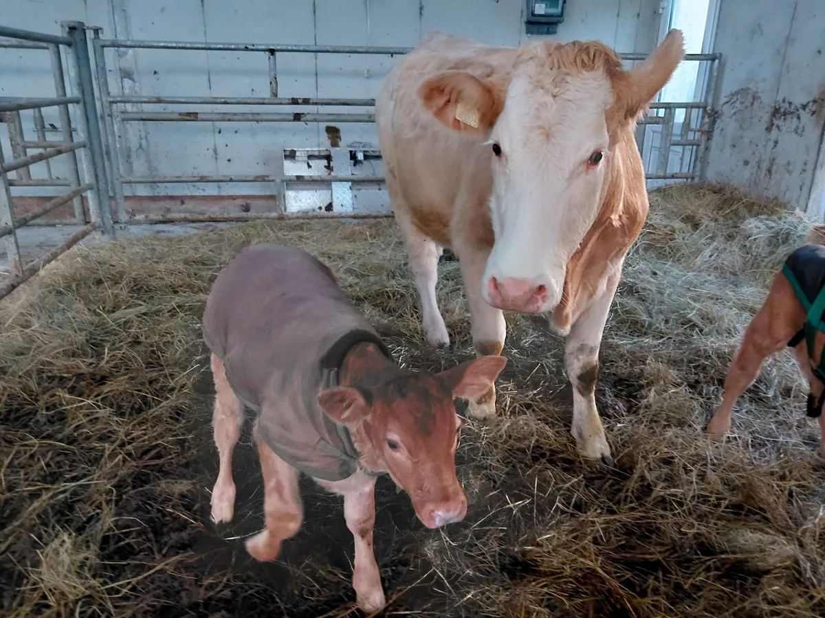4 star heifer with calf. Choice of 2 - Image 2