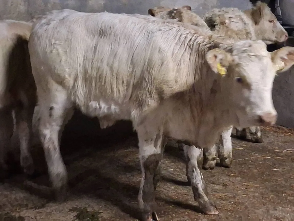 6 Super Charolais Weanling Heifers - Image 2