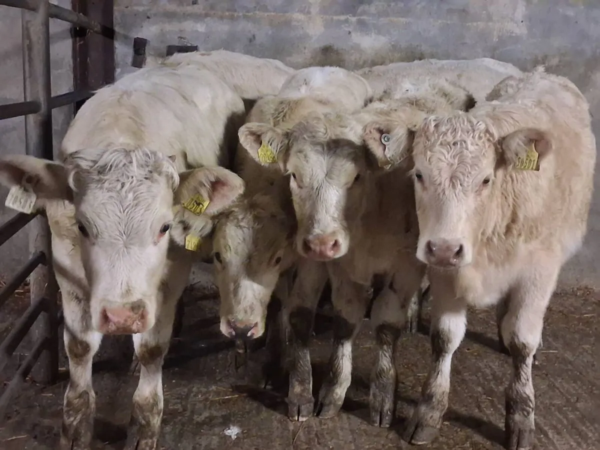 6 Super Charolais Weanling Heifers - Image 3