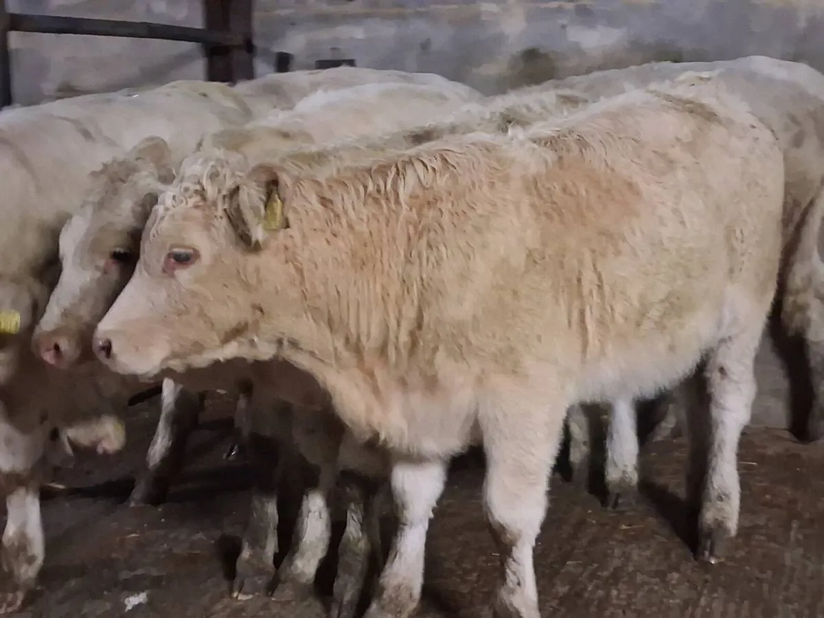 6 Super Charolais Weanling Heifers - Image 4