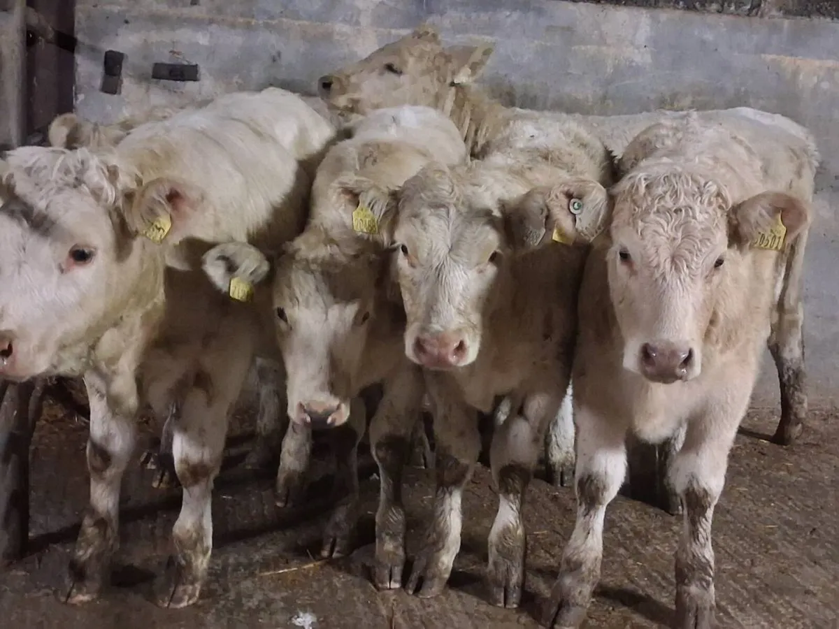 6 Super Charolais Weanling Heifers - Image 1